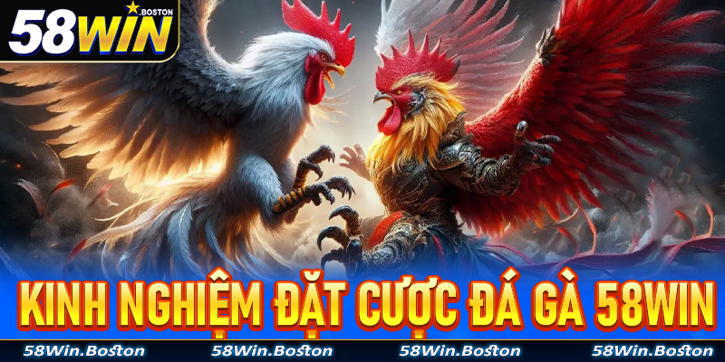 Kinh nghiệm đặt cược đá gà 58Win từ các lão làng lâu năm để lại